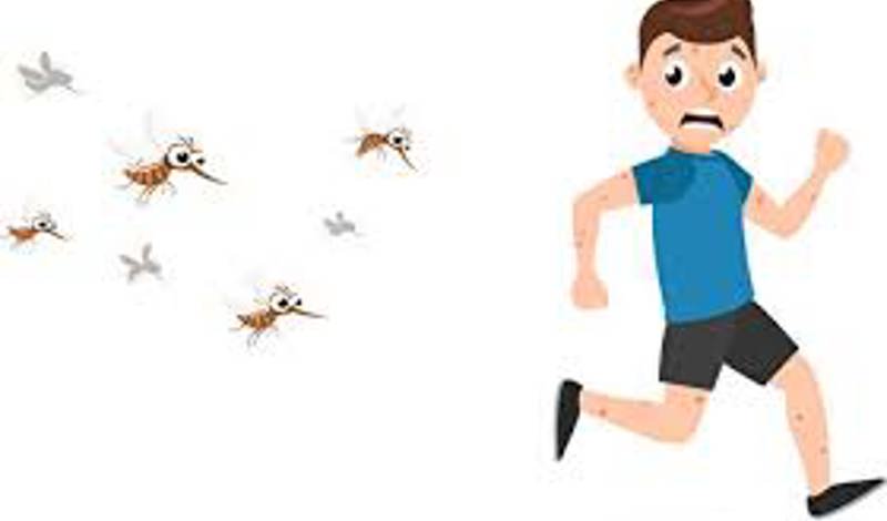 Mosquitoes go away quickly Mosquitoes go away quickly